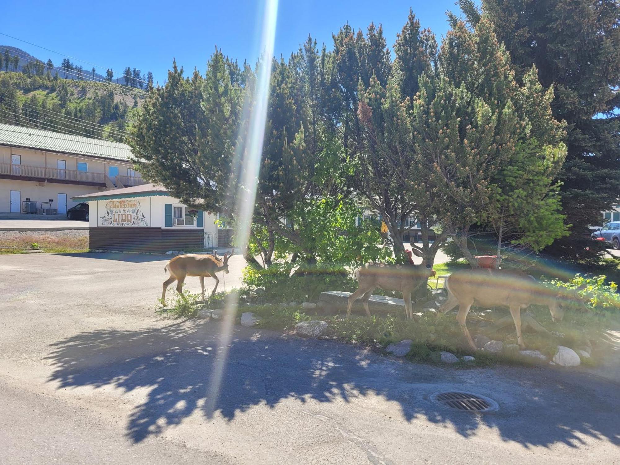 Lido Motel Radium Hot Springs Exterior photo